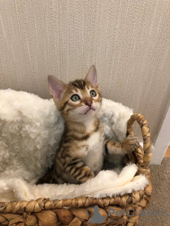 Photo №3. Passionate Bengal Cats kittens available for Adoption. Germany