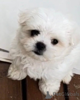 Photo №2 to announcement № 148565 for the sale of maltese dog - buy in Germany breeder