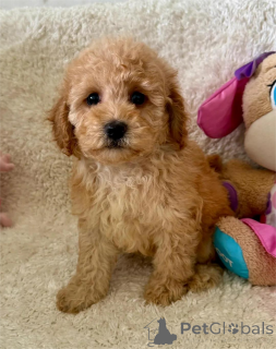 Photo №1. maltipu - for sale in the city of Cremlingen | 361$ | Announcement № 154623