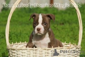 Photo №1. american bully - for sale in the city of Saratov | 1302$ | Announcement № 29750