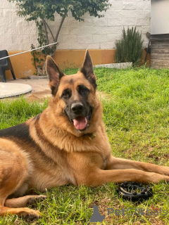 Photo №1. german shepherd - for sale in the city of Texas City | 3700$ | Announcement № 168812