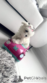 Photo №2 to announcement № 102538 for the sale of maltese dog, maltipu - buy in United States private announcement