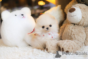 Photo №1. pomeranian - for sale in the city of El Paso | negotiated | Announcement № 152698