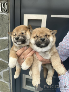 Photo №2 to announcement № 126772 for the sale of shiba inu - buy in Serbia 