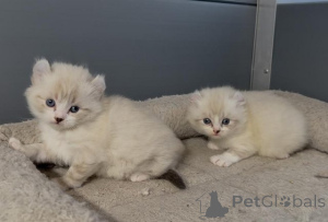 Photo №1. american curl - for sale in the city of Quedlinburg | Is free | Announcement № 135473