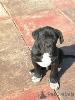 Photo №2 to announcement № 166743 for the sale of cane corso - buy in France private announcement, breeder