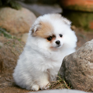 Additional photos: St. Petersburg. Kennel RKF Zolotko Moy offers puppies of breed Pomeranian Spitz