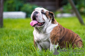 Photo №1. english bulldog - for sale in the city of Severodvinsk | 810$ | Announcement № 11694