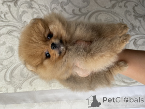 Photo №2 to announcement № 136712 for the sale of pomeranian - buy in Uzbekistan 
