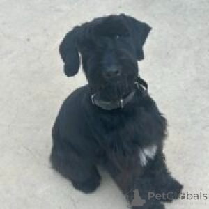 Photo №3. Gorgeous Giant Schnauzer puppies available. Portugal