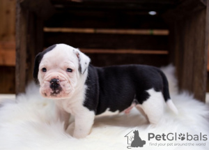 Photo №4. I will sell english bulldog in the city of Leipzig. from nursery - price - 473$