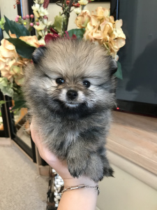 Photo №1. pomeranian - for sale in the city of Москва | 1151$ | Announcement № 6953
