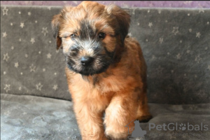 Photo №2 to announcement № 25098 for the sale of soft-coated wheaten terrier - buy in Germany private announcement