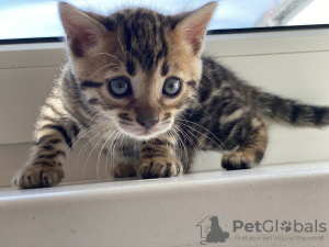 Additional photos: Urgently selling cute bengal kittens