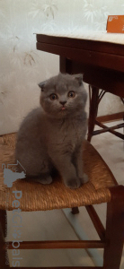 Additional photos: Purebred Scottish Fold kittens for sale