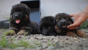 Photo №2 to announcement № 11710 for the sale of german shepherd - buy in Russian Federation from nursery