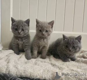 Photo №2 to announcement № 173777 for the sale of british shorthair - buy in United Kingdom private announcement, breeder