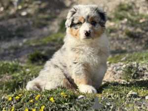 Photo №2 to announcement № 165124 for the sale of australian shepherd - buy in Belgium private announcement, breeder