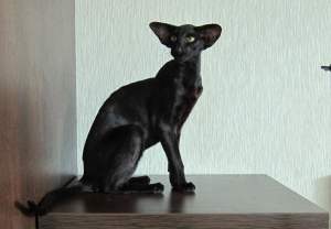 Additional photos: Black oriental cat in extreme style