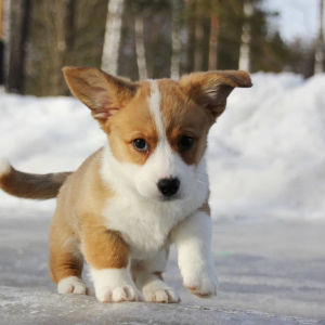 Photo №4. I will sell welsh corgi in the city of Москва. from nursery - price - negotiated