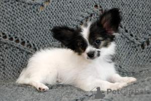Photo №2 to announcement № 69592 for the sale of papillon dog - buy in Ukraine from nursery