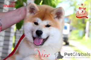 Photo №2 to announcement № 42488 for the sale of akita - buy in Ukraine breeder
