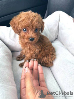 Photo №3. Poodle Puppies for Rehoming. France