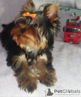 Photo №1. yorkshire terrier - for sale in the city of Dnipro | 550$ | Announcement № 13740