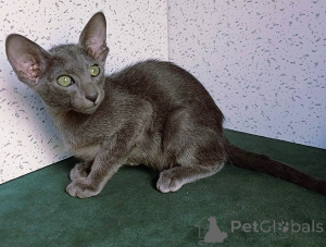 Photo №1. oriental shorthair - for sale in the city of Deutsch-Wagram | 361$ | Announcement № 171175