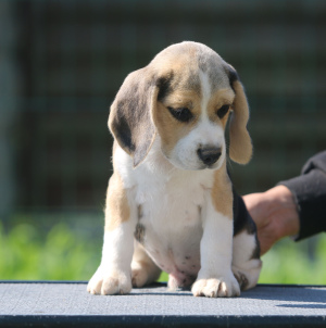 Photo №2 to announcement № 2908 for the sale of beagle - buy in Belarus 