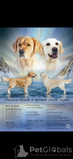 Photo №1. golden retriever - for sale in the city of Tomsk | negotiated | Announcement № 98554