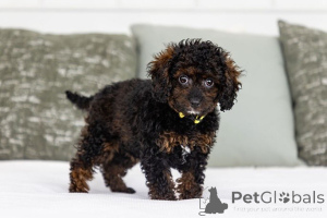 Photo №2 to announcement № 155602 for the sale of labradoodle - buy in Netherlands private announcement