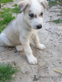 Photo №1. siberian husky - for sale in the city of Phoenix | 700$ | Announcement № 108826