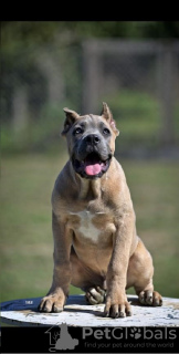 Additional photos: Cane Corso puppies