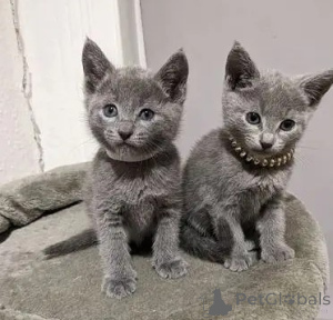 Photo №2 to announcement № 162877 for the sale of russian blue - buy in Germany 
