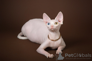 Photo №1. sphynx-katze - for sale in the city of Москва | negotiated | Announcement № 23177