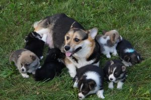 Photo №4. I will sell welsh corgi in the city of Almaty. private announcement, from nursery, breeder - price - Negotiated