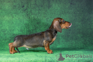 Photo №3. Dachshund puppies for sale. Russian Federation
