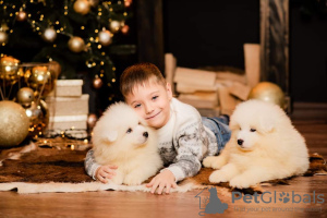 Photo №2 to announcement № 17840 for the sale of samoyed dog - buy in Ukraine from nursery