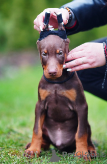 Photo №2 to announcement № 36695 for the sale of dobermann - buy in Estonia from nursery