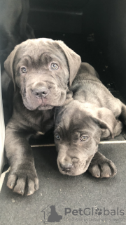 Photo №1. cane corso - for sale in the city of Флорида Сити | 600$ | Announcement № 103373