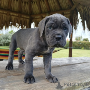 Photo №4. I will sell cane corso in the city of Szczecin. breeder - price - negotiated