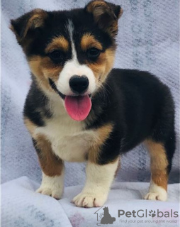 Photo №1. welsh corgi - for sale in the city of Kuwait City | negotiated | Announcement № 133667