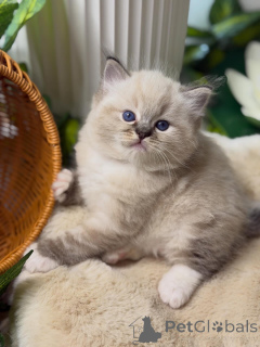 Photo №4. I will sell ragdoll in the city of Ansbach. breeder - price - negotiated