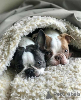 Photo №2 to announcement № 131745 for the sale of french bulldog - buy in Germany private announcement