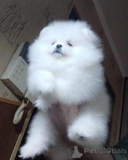 Photo №3. Teddy-face Pomeranian (Zwergspitz) puppy. Germany