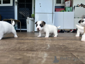 Photo №2 to announcement № 159856 for the sale of jack russell terrier - buy in Lithuania private announcement