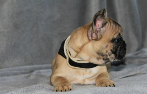 Photo №2 to announcement № 6990 for the sale of french bulldog - buy in United States 