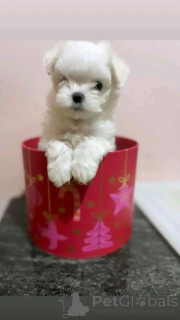 Photo №1. maltese dog - for sale in the city of Berlin | 471$ | Announcement № 138871