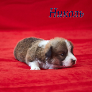 Photo №1. welsh corgi - for sale in the city of Губкин | 633$ | Announcement № 5142